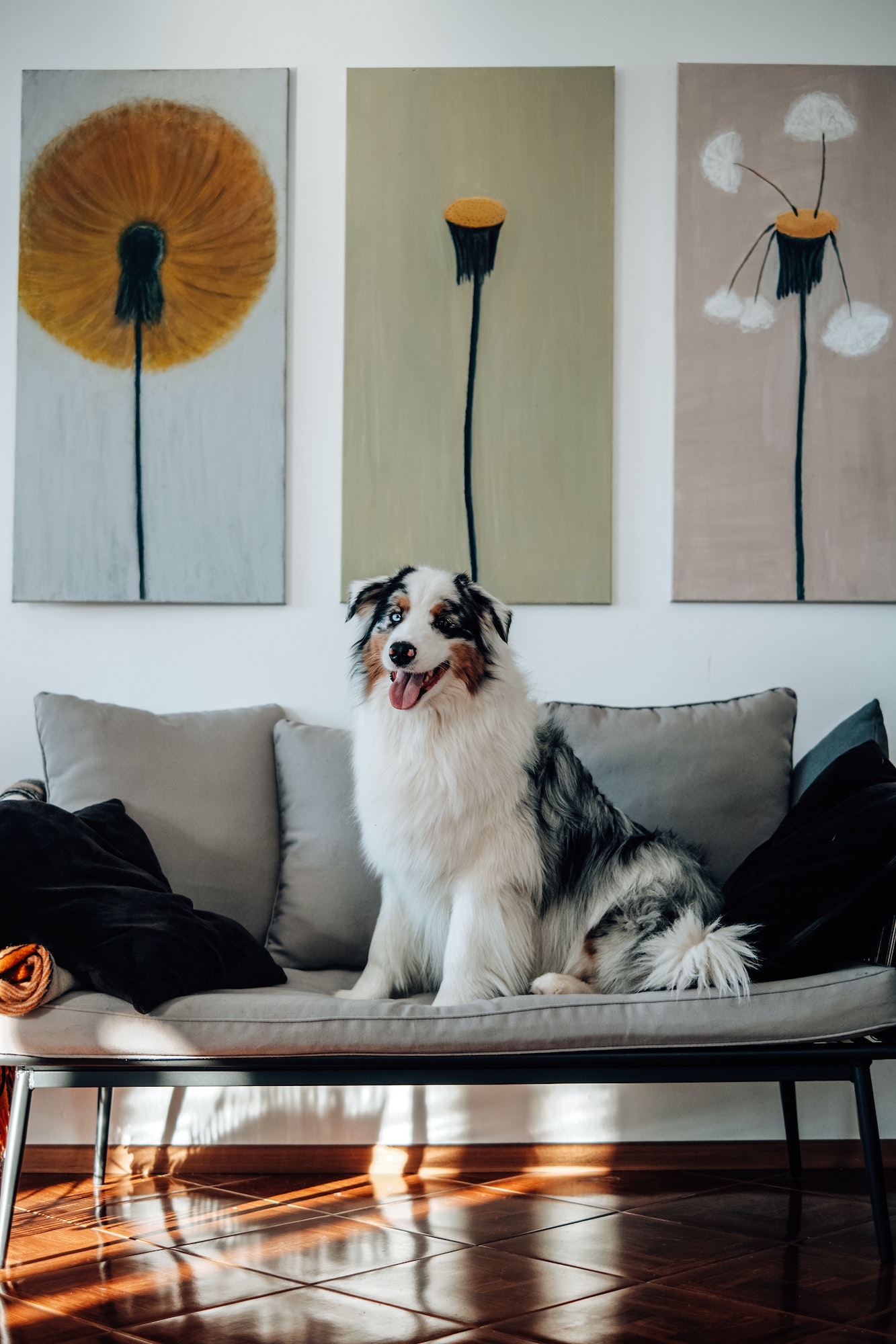 Domestic animal and human's friend sits on sofa and poses on camera